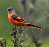 BIRD - MINIVET - GREY-CHINNED MINIVET - GUNIUJIANG NATURE RESERVE - ANHUI PROVINCE CHINA (16).JPG