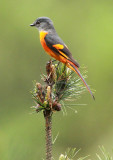 BIRD - MINIVET - GREY-CHINNED MINIVET - GUNIUJIANG NATURE RESERVE - ANHUI PROVINCE CHINA (27).JPG