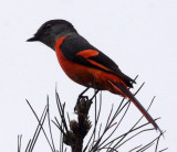 BIRD - MINIVET - GREY-CHINNED MINIVET - GUNIUJIANG NATURE RESERVE - ANHUI PROVINCE CHINA (4).JPG