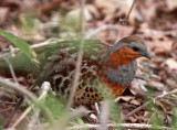 BIRD - PARTRIDGE - CHINESE BAMBOO PARTRIDGE - HUANGSHAN NATIONAL PARK ANHUI PROVINCE CHINA (1).JPG
