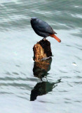 BIRD - REDSTART - PLUMBEOUS WATER REDSTART - HUANGSHAN NATIONAL PARK ANHUI PROVINCE CHINA (11).JPG