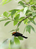 BIRD - TIT - BLACK-THROATED TIT - HONGCUN VILLAGE ANHUI CHINA (10).JPG