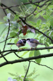 BIRD - TIT - BLACK-THROATED TIT - HONGCUN VILLAGE ANHUI CHINA (21).JPG