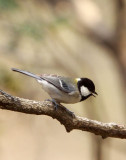 BIRD - TIT - GREAT TIT - HUANGSHAN NATIONAL PARK - ANHUI PROVINCE CHINA (2).JPG