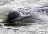 CETACEAN -_D (15).jpg