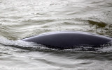 CETACEAN -_D (25).JPG