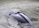 CETACEAN -_D (27).JPG