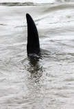 CETACEAN -_D (28).JPG