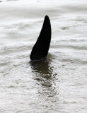 CETACEAN -_D (30).JPG