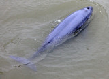 CETACEAN -_D (29).JPG