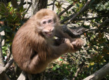 PRIMATE - MACAQUE - HUANGSHAN TIBETAN MACAQUE - MONKEY VALLEY - FUXI VILLAGE NEAR HUANGSHAN CHINA (150).JPG