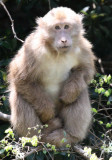 PRIMATE - MACAQUE - HUANGSHAN TIBETAN MACAQUE - MONKEY VALLEY - FUXI VILLAGE NEAR HUANGSHAN CHINA (23).JPG