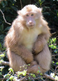 PRIMATE - _ES (6).JPG