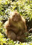 PRIMATE - MACAQUE - HUANGSHAN TIBETAN MACAQUE - MONKEY VALLEY - FUXI VILLAGE NEAR HUANGSHAN CHINA - MY SHOTS (15).JPG