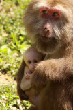 PRIMATE - MACAQUE - HUANGSHAN TIBETAN MACAQUE - MONKEY VALLEY - FUXI VILLAGE NEAR HUANGSHAN CHINA - MY SHOTS (43).JPG