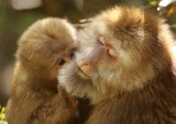 PRIMATE - MACAQUE - HUANGSHAN TIBETAN MACAQUE - MONKEY VALLEY - FUXI VILLAGE NEAR HUANGSHAN CHINA - MY SHOTS (50).JPG