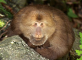 PRIMATE - MACAQUE - HUANGSHAN TIBETAN MACAQUE - MONKEY VALLEY - FUXI VILLAGE NEAR HUANGSHAN CHINA - MY SHOTS (72).JPG