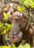 PRIMATE - MACAQUE - HUANGSHAN TIBETAN MACAQUE - MONKEY VALLEY - FUXI VILLAGE NEAR HUANGSHAN CHINA - MY SHOTS (80).JPG