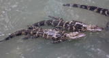 REPTILE - ALLIGATOR - CHINESE ALLIGATOR - CHINESE ALLIGATOR BREEDING CENTER - XUANCHENG CHINA (24).JPG