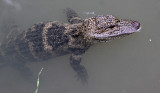 REPTILE - ALLIGATOR - CHINESE ALLIGATOR - CHINESE ALLIGATOR BREEDING CENTER - XUANCHENG CHINA (29).JPG