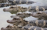 REPTILE - ALLIGATOR - CHINESE ALLIGATOR - CHINESE ALLIGATOR BREEDING CENTER - XUANCHENG CHINA (41).JPG