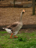 Reedman Farm - Revisited