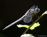 1790 Great Blue Skimmer male