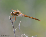 1880 Skimmer sp.jpg