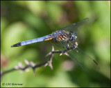 1888 Blue Dasher male.jpg