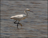 1995 Snowy Egret.jpg