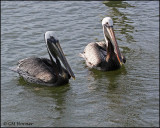 2024 Brown Pelican.jpg