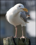 2041 Herring Gull.jpg