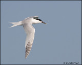 2084 Sandwich Tern.jpg