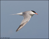 2101 Common Tern.jpg