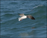 2111 Laughing Gull.jpg