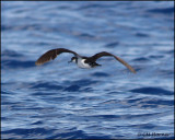 2393 Audubon's Shearwater.jpg