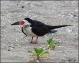 2437 Black Skimmer.jpg