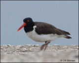2433 American Oystercatcher banded.jpg