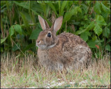 2457 Eastern Cottontail Rabbit.jpg