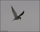 2478 Least Tern.jpg