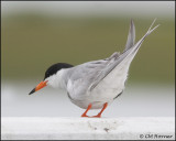 2511 Forster's Tern.jpg
