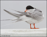 2513 Forster's Tern.jpg