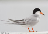 2516 Forster's Tern.jpg