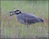 2547 Yellow-crowned Night-Heron trying to eat Northern Diamondback Terrapin
