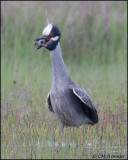 2557 Yellow-crowned Night-Heron trying to eat Northern Diamondback Terrapin
