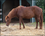 2567 Lightning the Chincoteague Pony.jpg