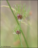 2581 Sedge sp.jpg