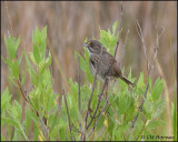 2619 Seaside Sparrow.jpg