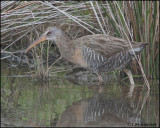 2666 Clapper Rail.jpg