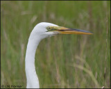 2686 Great Egret portrait.jpg